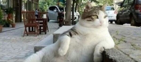 Tombili kedi - Sputnik Türkiye