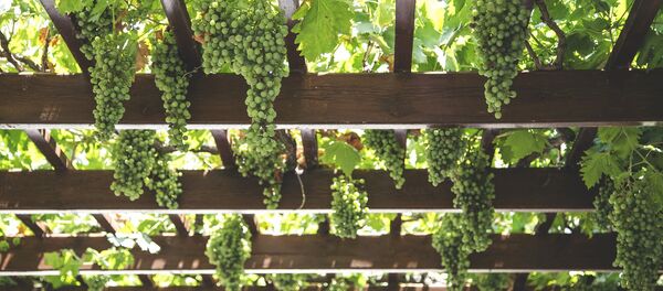 Grapes - Sputnik Türkiye