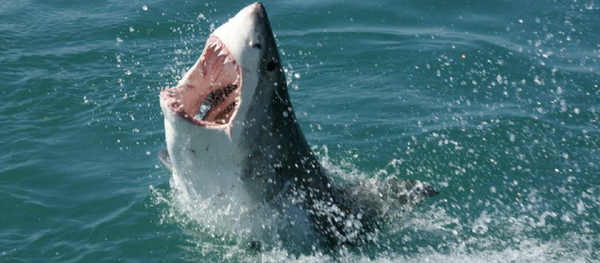 köpek balığı - Sputnik Türkiye