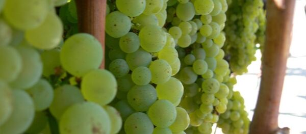 Üzüm Üzüm - Sputnik Türkiye