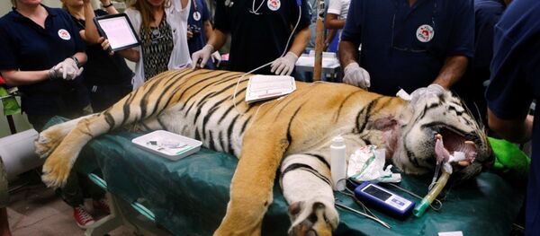 Bengal kaplanı Laziz, hastalandığı zaman Four Paws hayır kurumuna bağlı veterinerler tarafından tedavi edilmişti - Sputnik Türkiye