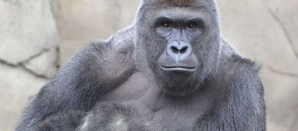 Goril Harambe - Sputnik Türkiye