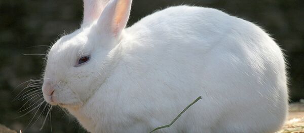 Tavşan - Sputnik Türkiye