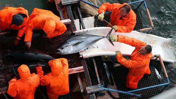 Hırvatistan'da yakalanan devasa ton balığı - Sputnik Türkiye