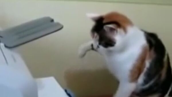 Kedi, yazıcıya karşı - Sputnik Türkiye