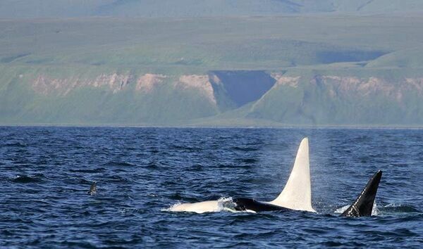 Dünyanın ilk albino katil balinası hâlâ yaşıyor - Sputnik Türkiye
