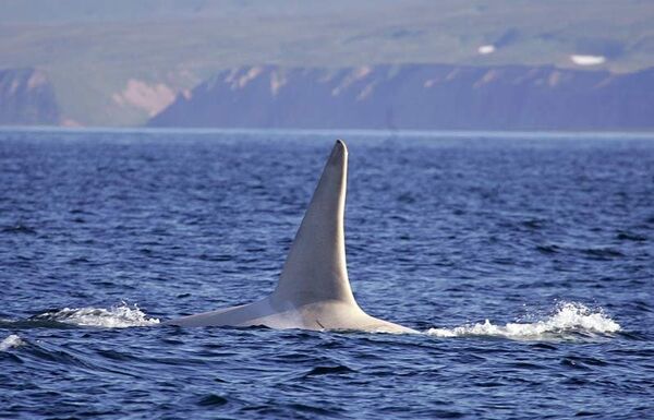Dünyanın ilk albino katil balinası hâlâ yaşıyor - Sputnik Türkiye