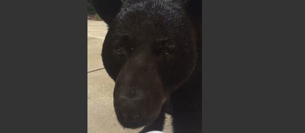 Evin bahçesinde telefonla oynayan kadını siyah ayı ziyarete geldi - Sputnik Türkiye