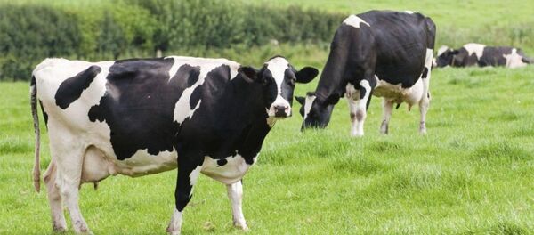 Samsun'da kurbanlık büyükbaşlar - Sputnik Türkiye