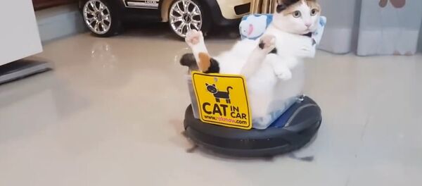Teknolojinin efendisi kedi iş başında - Sputnik Türkiye