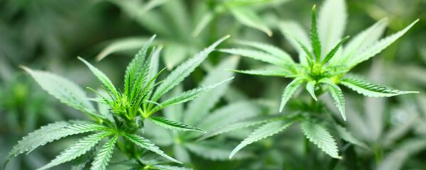 Esrar bitkisi - Sputnik Türkiye