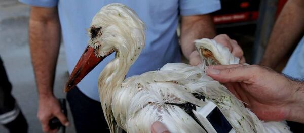 Slovakya'dan üzerine takip cihazı takılarak serbest bırakılan leylek, toplam 2 bin 600 kilometrelik uçuşun ardından geldiği Mersin'de ateşli silahlı vurularak öldürüldü. - Sputnik Türkiye