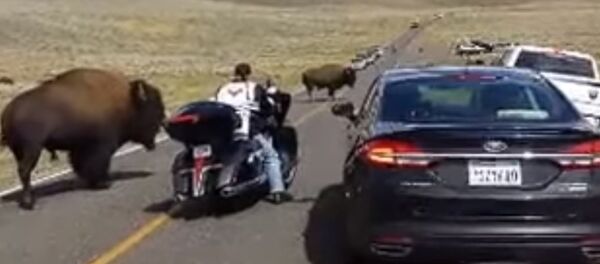 Issızlığın ortasında trafik karmaşası: Bufalolar motorsikletli kadını sıkıştırdı - Sputnik Türkiye