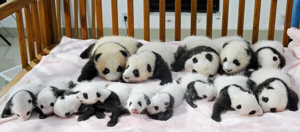 Yeni doğan pandalar - Sputnik Türkiye