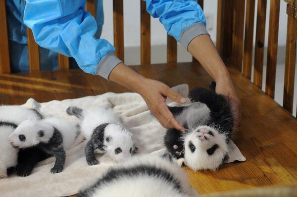 Pandaların en küçüğü bir aylık, en büyüğü ise dört aylık. - Sputnik Türkiye