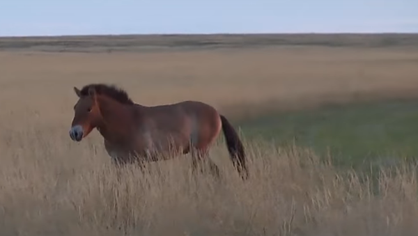 Rusya Devlet Başkanı Vladimir Putin, Orenburg bölgesindeki doğal yaşam parkına gerçekleştirdiği ziyaret sırasında Moğol yaban atı olarak da bilinen Prezewalski yaban atlarını doğaya saldı. - Sputnik Türkiye