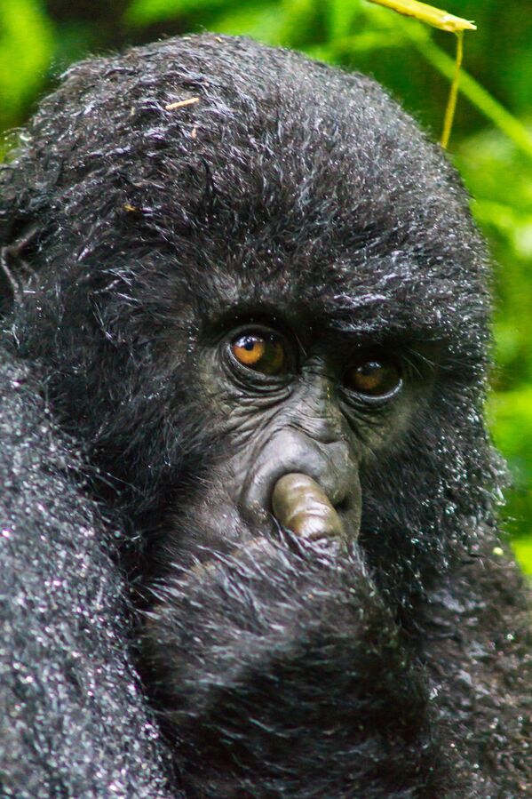 Rwanda'da burnunu karıştırırken yakalanan bir goril - Sputnik Türkiye