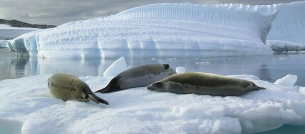 “And as global warming is thinning the ice, which is the seal’s breeding area, the species is already under threat.” - Sputnik Türkiye