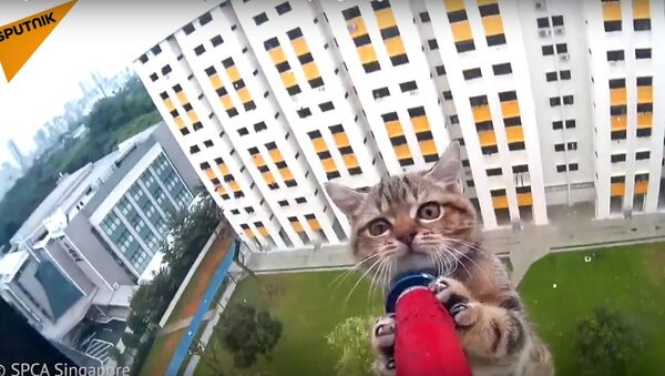 Meraklı kedi yavrusu, apartmanın 12. katından kurtarıldı - Sputnik Türkiye