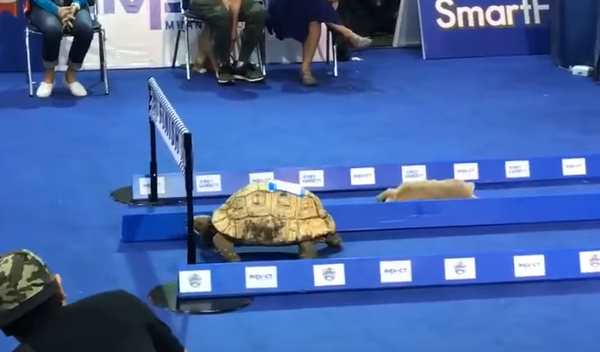 Tavşan ve Kaplumbağa masalı gerçek oldu - Sputnik Türkiye