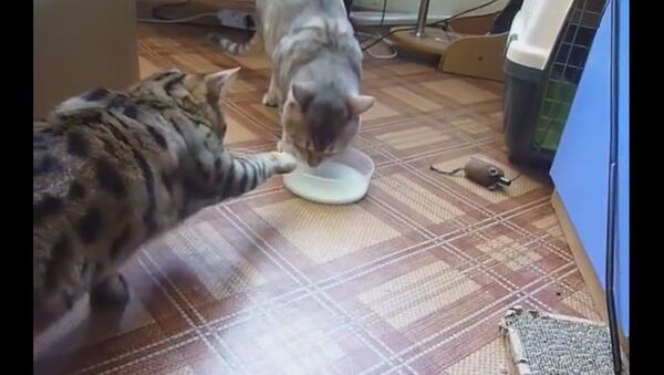 Dünyanın en kibar kedilerinden süt 'savaşı' - Sputnik Türkiye