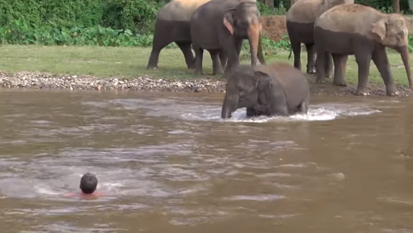 Tayland’daki Fil Doğam Yaşam Parkı’nda 5 yaşındaki Kham Lha isimli bir fil, nehirde boğulduğunu sandığı bakıcısı Darrick Thomson’ı kurtarmak için suya atladı. - Sputnik Türkiye