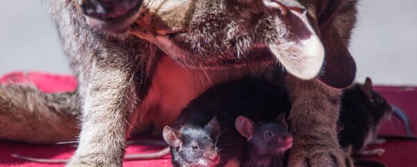 Fare- Kedi Fare- Kedi - Sputnik Türkiye