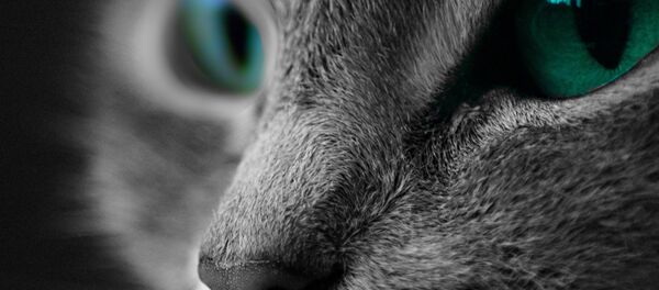 kedi - Sputnik Türkiye