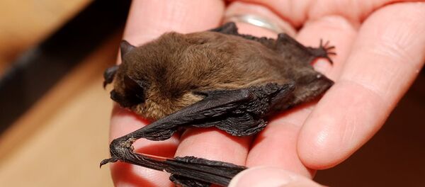 Yarasa - Sputnik Türkiye