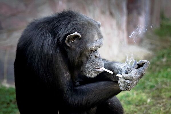 Kuzey Kore’nin başkenti Pyongyang’da açılan bir hayvanat bahçesinde Azalea adlı şempanze, günde bir paket sigara içiyor. - Sputnik Türkiye