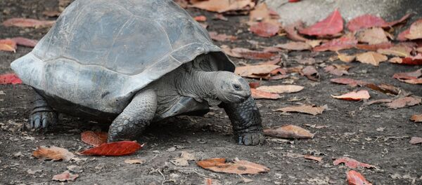 Kaplumbağa - Sputnik Türkiye