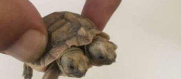 İran’da iki başlı kaplumbağa dünyaya geldi. - Sputnik Türkiye