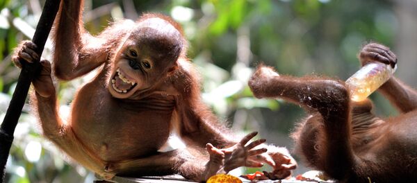 Endonezya'da koruma altındaki bir bebek orangutan - Sputnik Türkiye