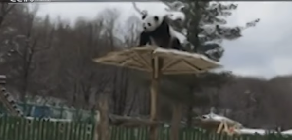 İlk kez kar gören panda döne döne takla attı - Sputnik Türkiye