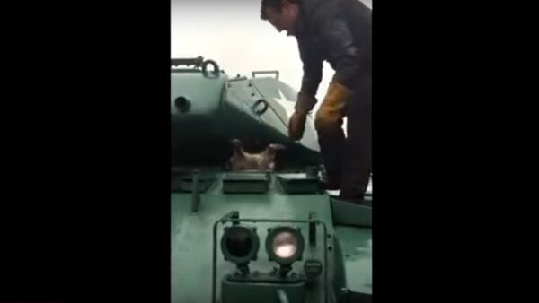 Rakun tank içinde sıkıştı - Sputnik Türkiye