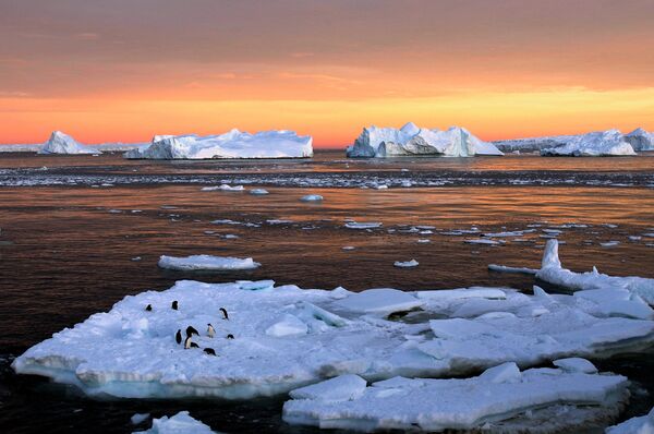 Adelie penguenleri Antarktika’da bir buz kütlesinde. - Sputnik Türkiye