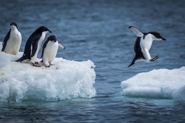 Adelie penguenleri buz kütleleri arasında zıplıyor. - Sputnik Türkiye
