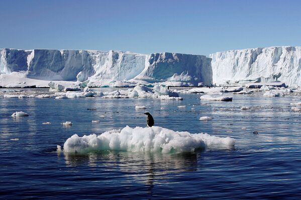 Adelie pengueni Antarktida’da bir buz kütlesinde. - Sputnik Türkiye