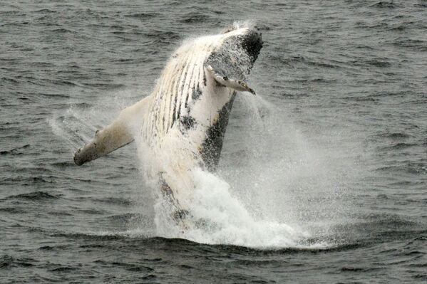 Antarktika’nın sularında bir kambur balina. - Sputnik Türkiye
