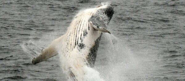 Balina - Sputnik Türkiye