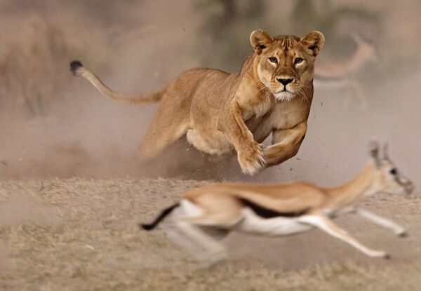 İtalyan fotoğrafçı Pierluigi Rizzato’nun çektiği ‘Dişi aslanın avı’ isimli fotoğraf. - Sputnik Türkiye
