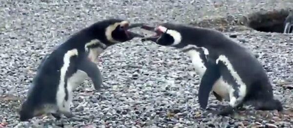 Penguenlerin savaşı - Sputnik Türkiye