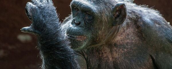 Şempanze Cecilia - Sputnik Türkiye