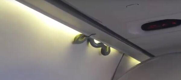 AeroMexico uçuşunda yılan - Sputnik Türkiye