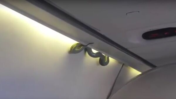AeroMexico uçuşunda yılan - Sputnik Türkiye