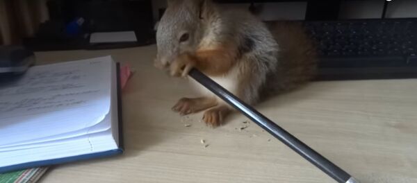 'Kalemtıraş' sincap 'Kalemtıraş' sincap - Sputnik Türkiye