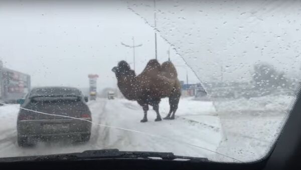 Karlı havada deve mağduriyeti - Sputnik Türkiye