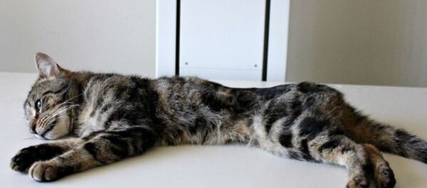 RCPCA Güney Avustralya şefi Lewis, Trooper adını verdikleri hayatta kalan kedinin Adelaide'daki başka bir aile tarafından sahiplenildiğini söyledi. RCPCA Güney Avustralya şefi Lewis, Trooper adını verdikleri hayatta kalan kedinin Adelaide'daki başka bir aile tarafından sahiplenildiğini söyledi. - Sputnik Türkiye