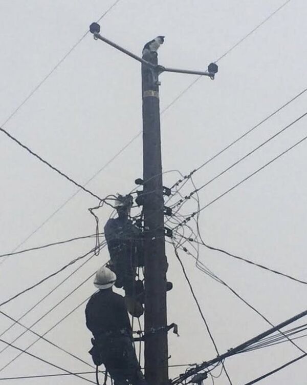 'Fat Boy' elektrik direğinde 9 gün mahsur kaldı. - Sputnik Türkiye