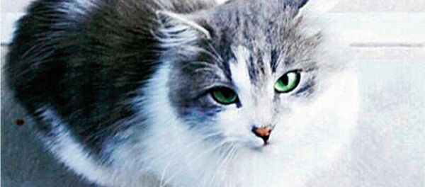 ‘Kedi Osman’ boşanma protokolüne girdi - Sputnik Türkiye